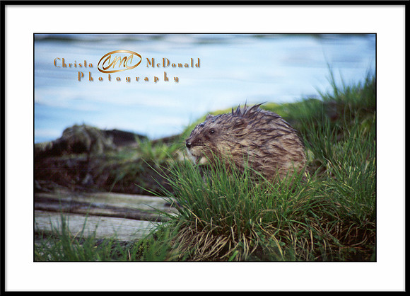 Muscrat on dock