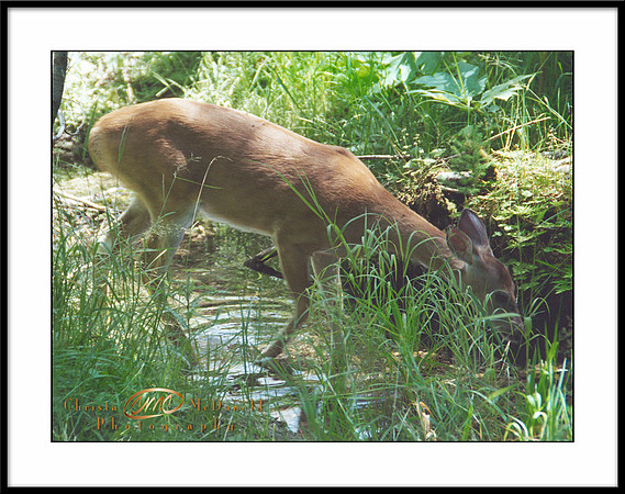 Doe drinking water matted
