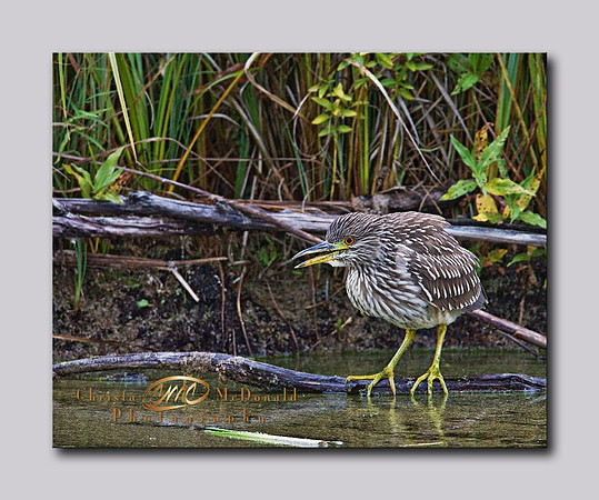 Lesser Yellowlegs