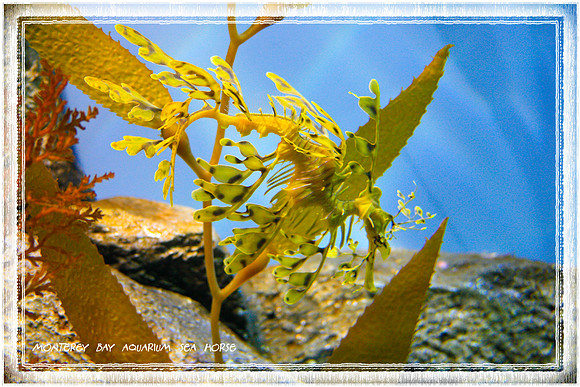 Monterey Bay Sea Horse