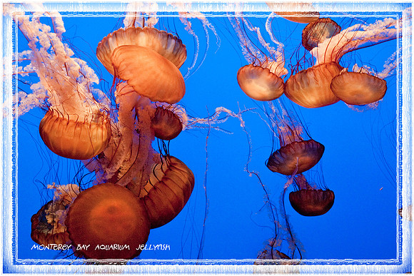 Monterey Bay Jellyfish