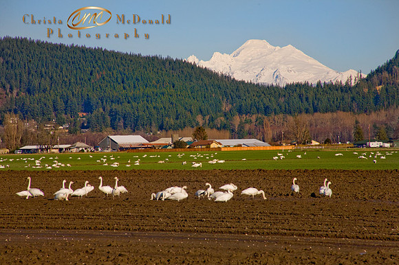 Snow Geese Mt Baker from  Mt Vernon Wa719