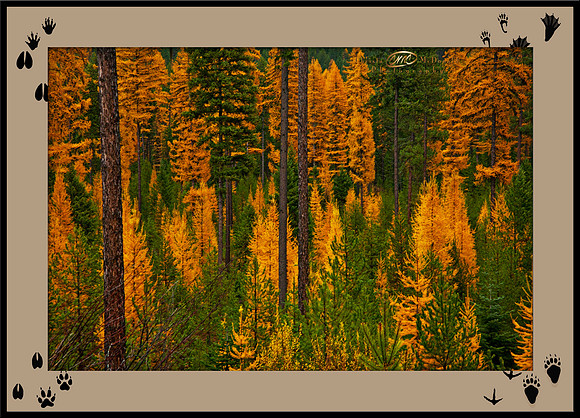 Western Larch