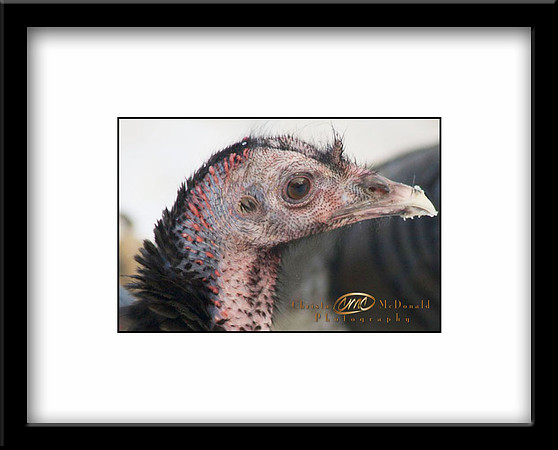 Turkey head