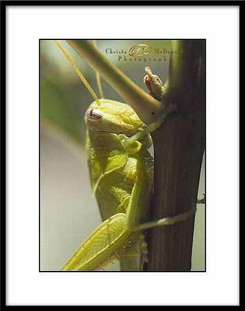 PS green bug