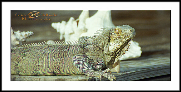 20x10 lizard matted