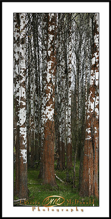 Colville National Forest Birch