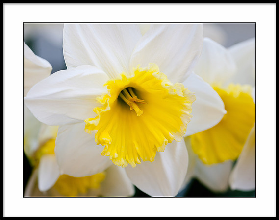 14x11 Black Framed Daffodil