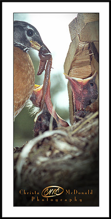 Baby robins feedingmatted