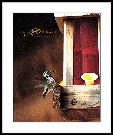 hummingbird feeding matted