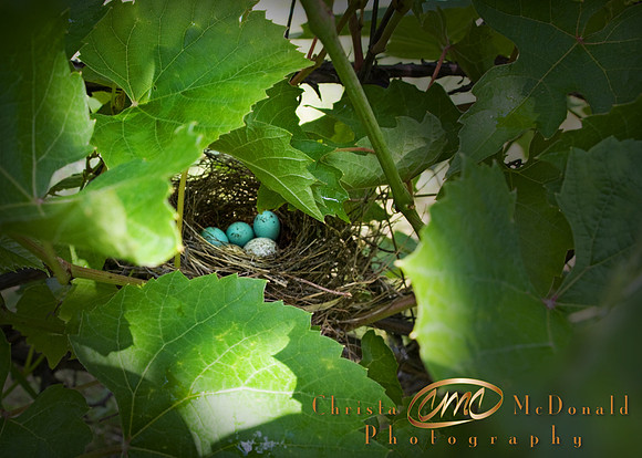 Nest9613