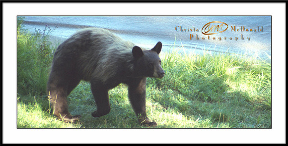 Thomas Lake Bear