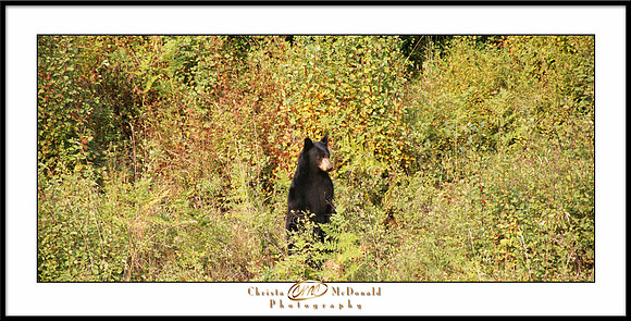 Chewelah bearmatted