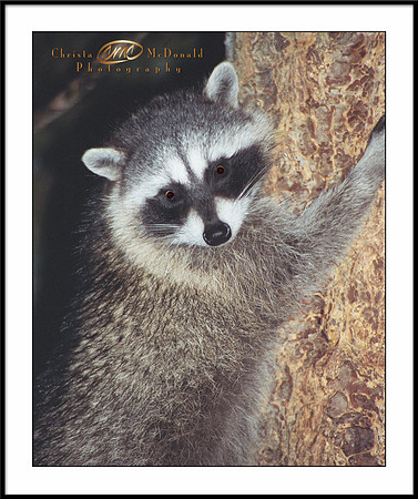 Raccoon in tree matted