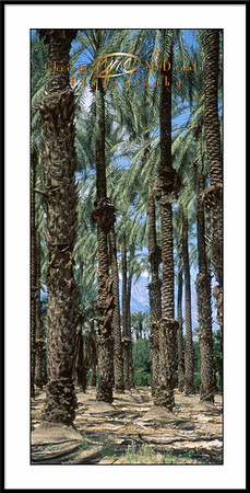 Indio Palm Trees