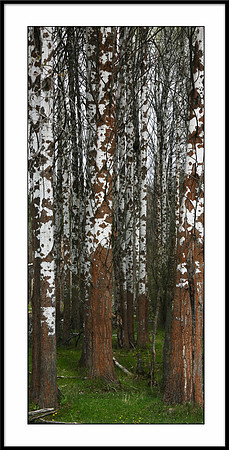 10x20 Black Framed Birch