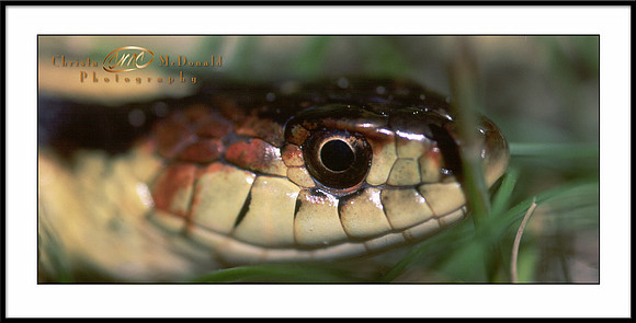 Thomas Lake Snake